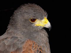 Wüstenbussard, Jäger der Nacht