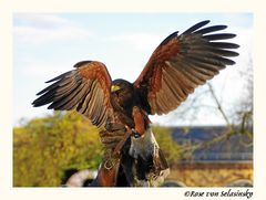 Wüstenbussard KAJA