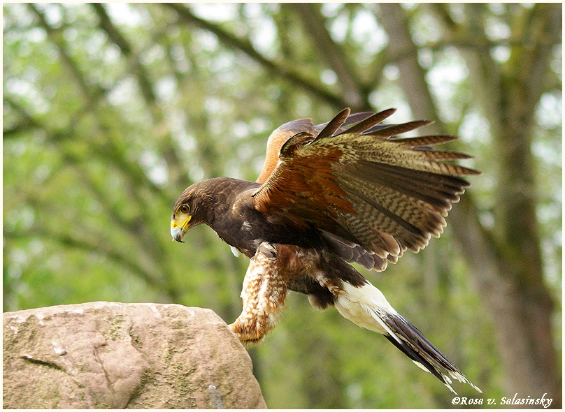 Wüstenbussard "Kaja"im Anflug