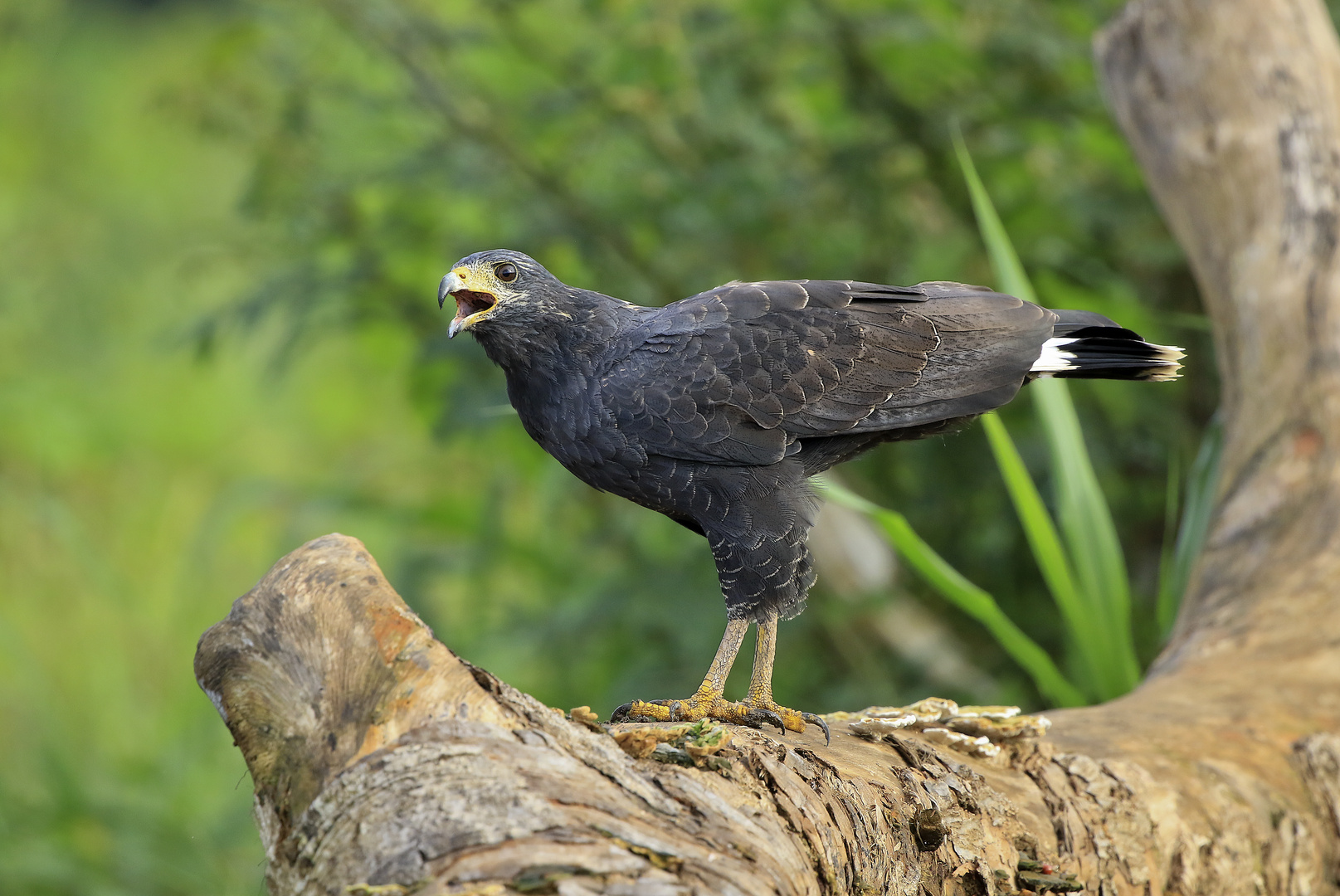 Wüstenbussard korrigiere auf Krabbenbussard.