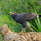 Wüstenbussard korrigiere auf Krabbenbussard.