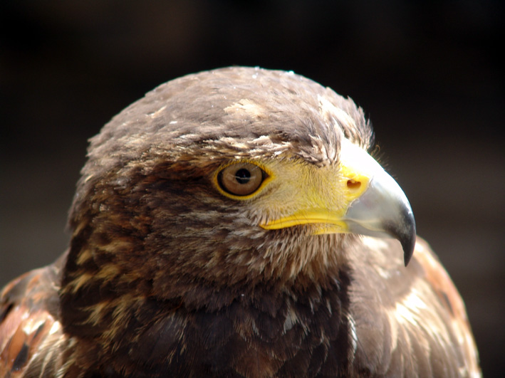 Wüstenbussard (Korrigiert)