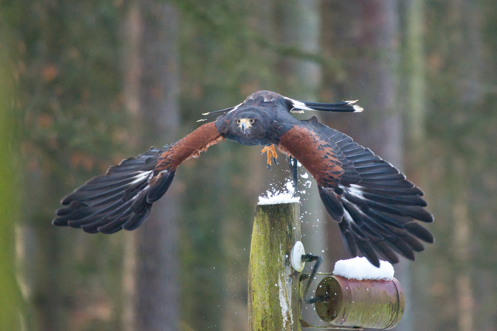 Wüstenbussard Lexi