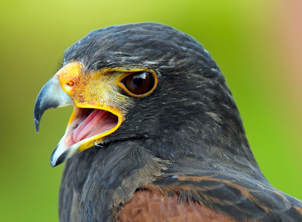 Wüstenbussard neu