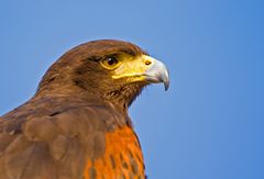 Wüstenbussard oder harris-hawk