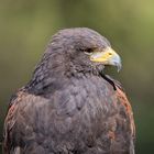 Wüstenbussard ( Parabuteo inicinctus)