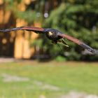 Wüstenbussard (Parabuteo unicinctus)