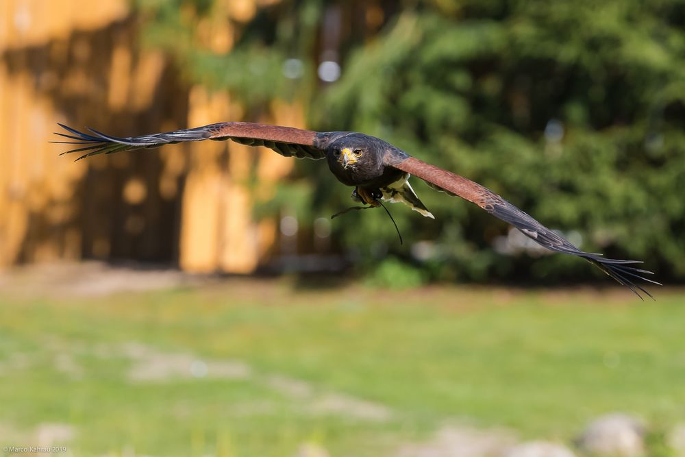 Wüstenbussard (Parabuteo unicinctus)