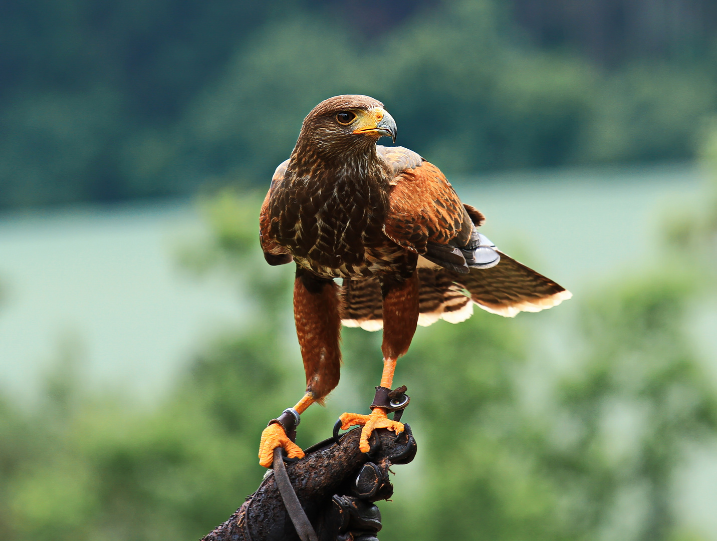 Wüstenbussard (Parabuteo unicinctus) 2