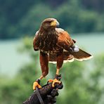 Wüstenbussard (Parabuteo unicinctus) 2