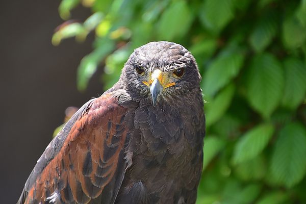 Wüstenbussard (Parabuteo unicinctus)