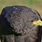 Wüstenbussard (Parabuteo unicinctus)