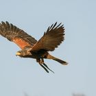 Wüstenbussard (Parabuteo unicinctus) 