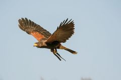 Wüstenbussard (Parabuteo unicinctus) 