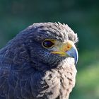 Wüstenbussard (Parabuteo unicinctus)