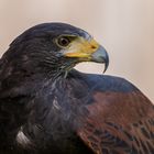 Wüstenbussard (Parabuteo unicinctus) 