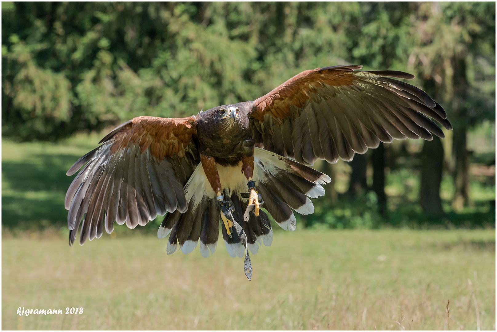 wüstenbussard (parabuteo unicinctus) ......