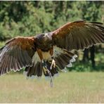 wüstenbussard (parabuteo unicinctus) ......