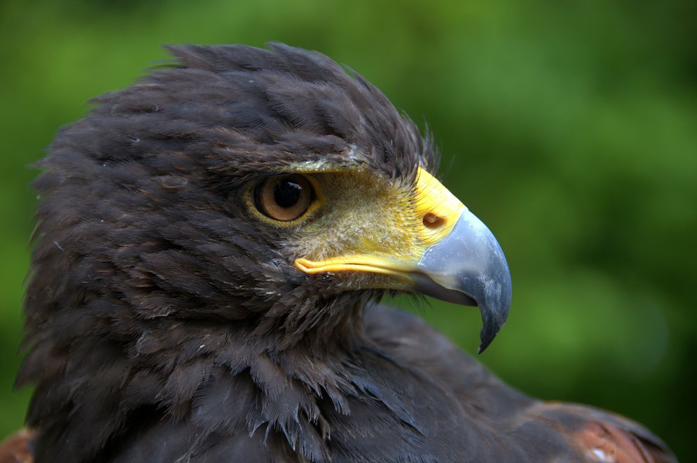 *Wüstenbussard* (Parabuteo unicinctus)