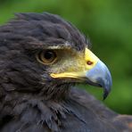 *Wüstenbussard* (Parabuteo unicinctus)