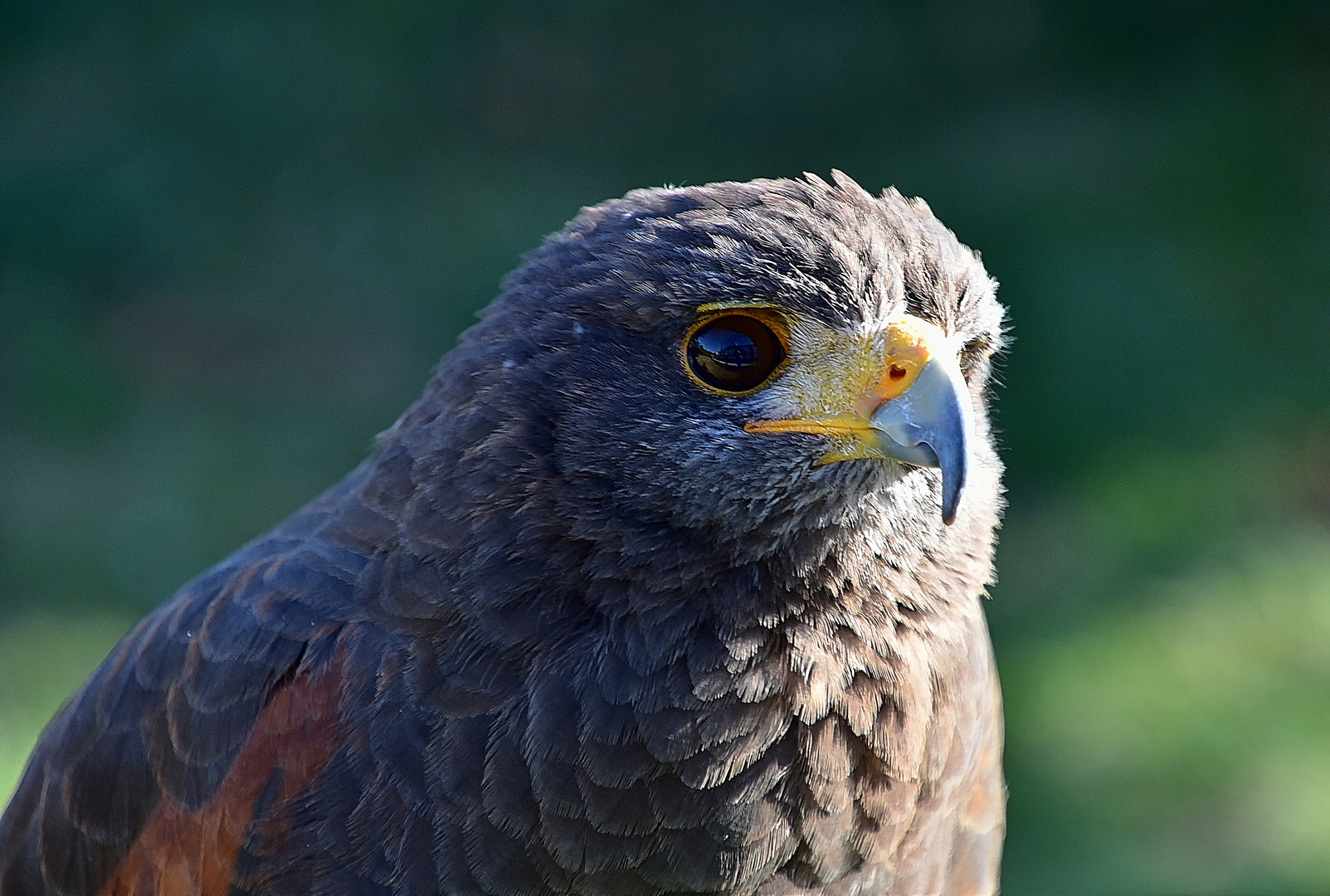 Wüstenbussard (Parabuteo unicinctus)