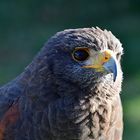 Wüstenbussard (Parabuteo unicinctus)