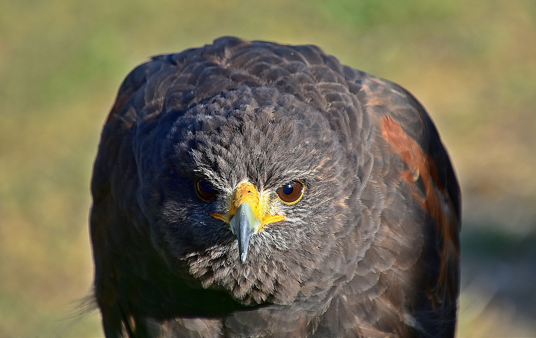 Wüstenbussard (Parabuteo unicinctus)