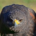 Wüstenbussard (Parabuteo unicinctus)