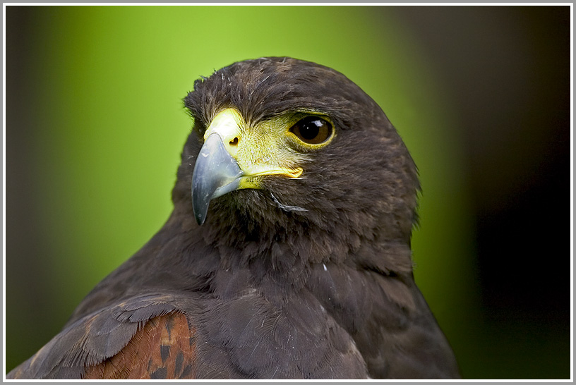 Wüstenbussard (Parabuteo unicinctus)