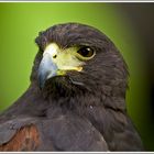 Wüstenbussard (Parabuteo unicinctus)