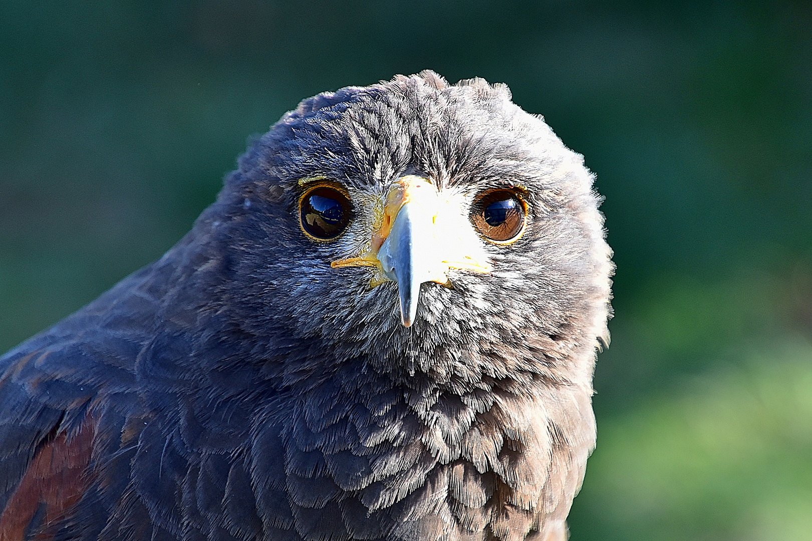 Wüstenbussard (Parabuteo unicinctus)