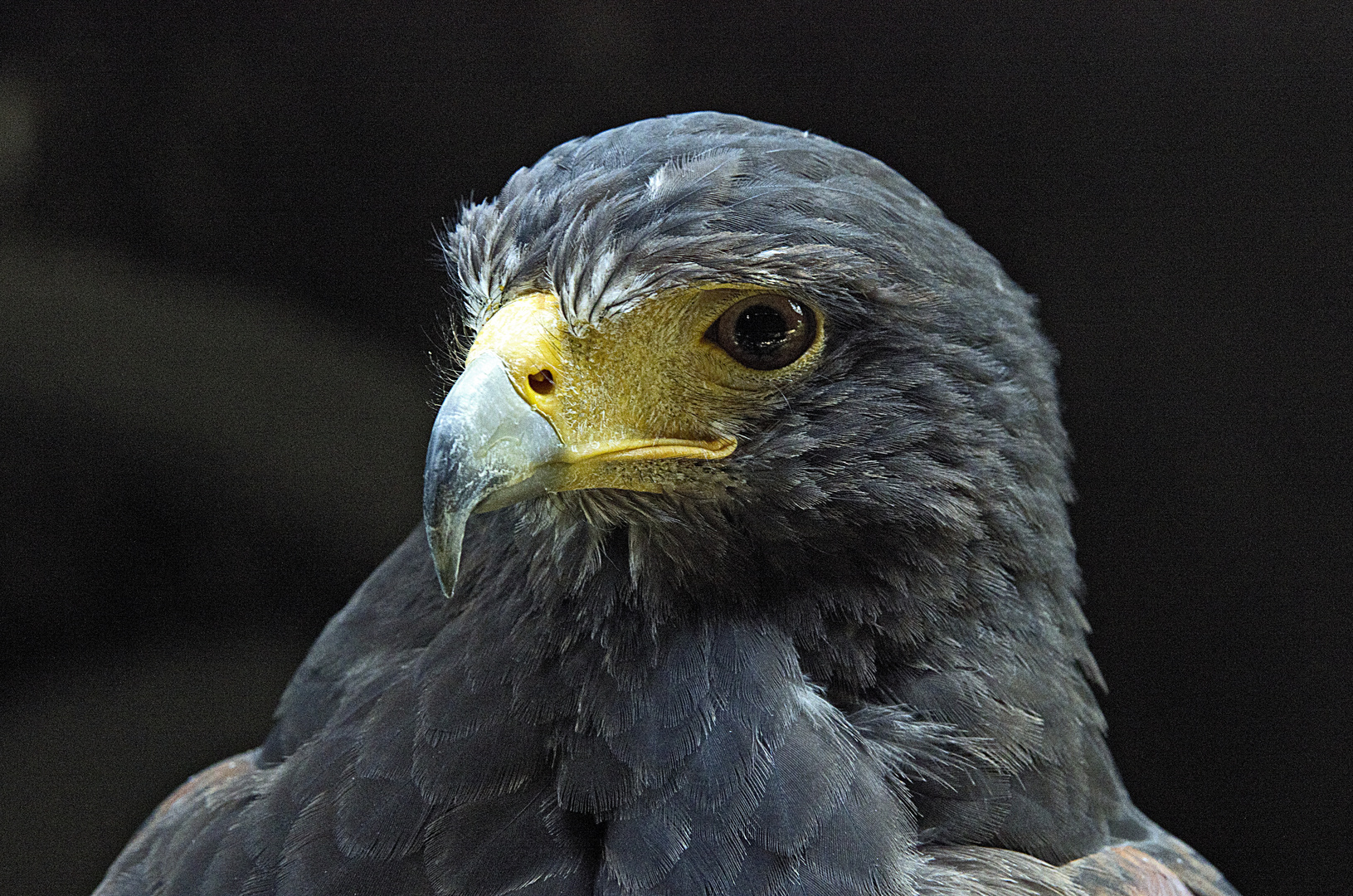 Wüstenbussard  Parabuteo unicinctus  Buse de Harris