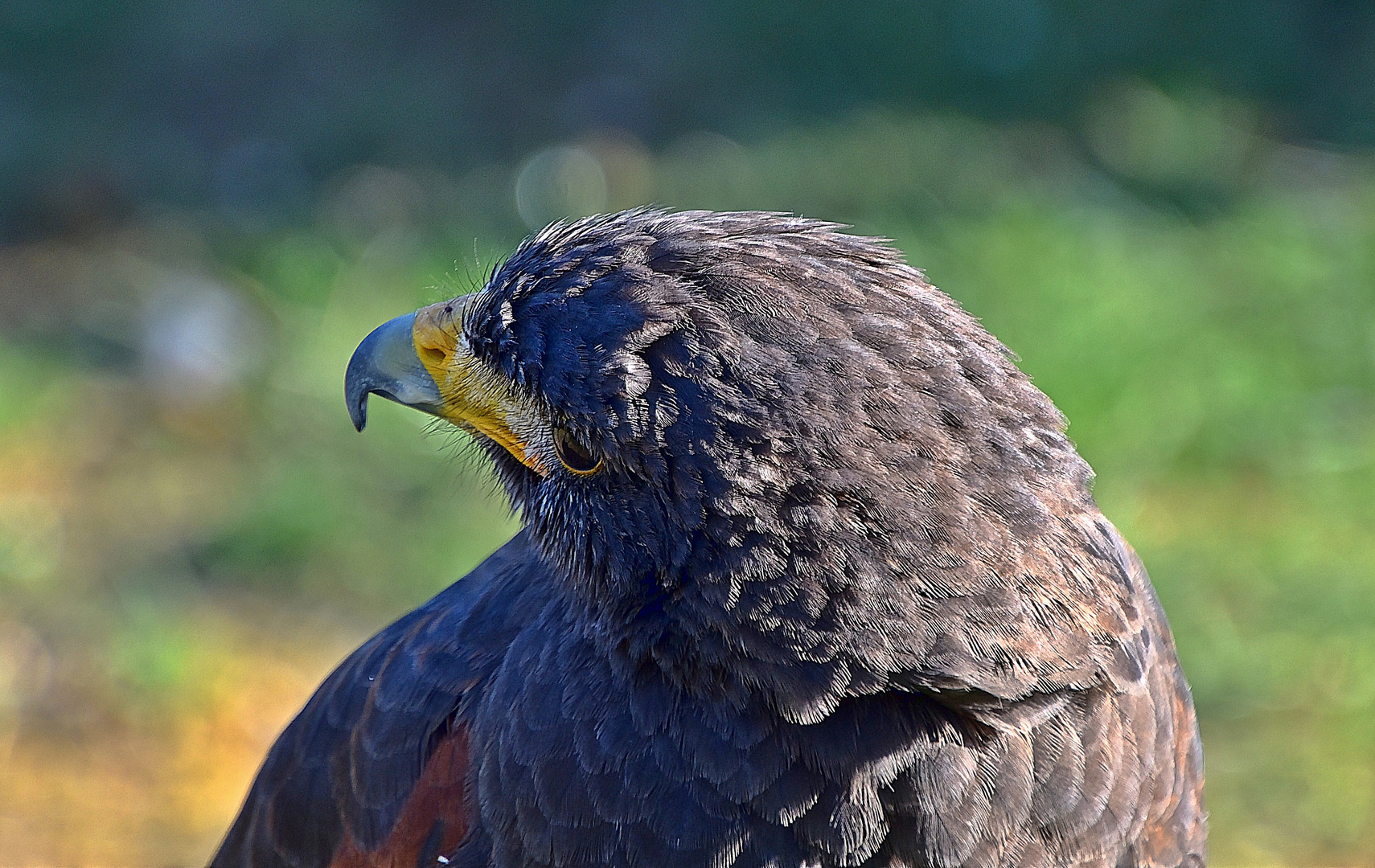 Wüstenbussard (Parabuteo unicinctus)