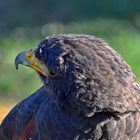 Wüstenbussard (Parabuteo unicinctus)