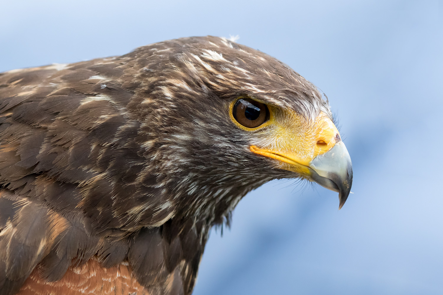 Wüstenbussard (Parabuteo unicinctus)