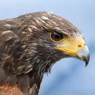 Wüstenbussard (Parabuteo unicinctus)