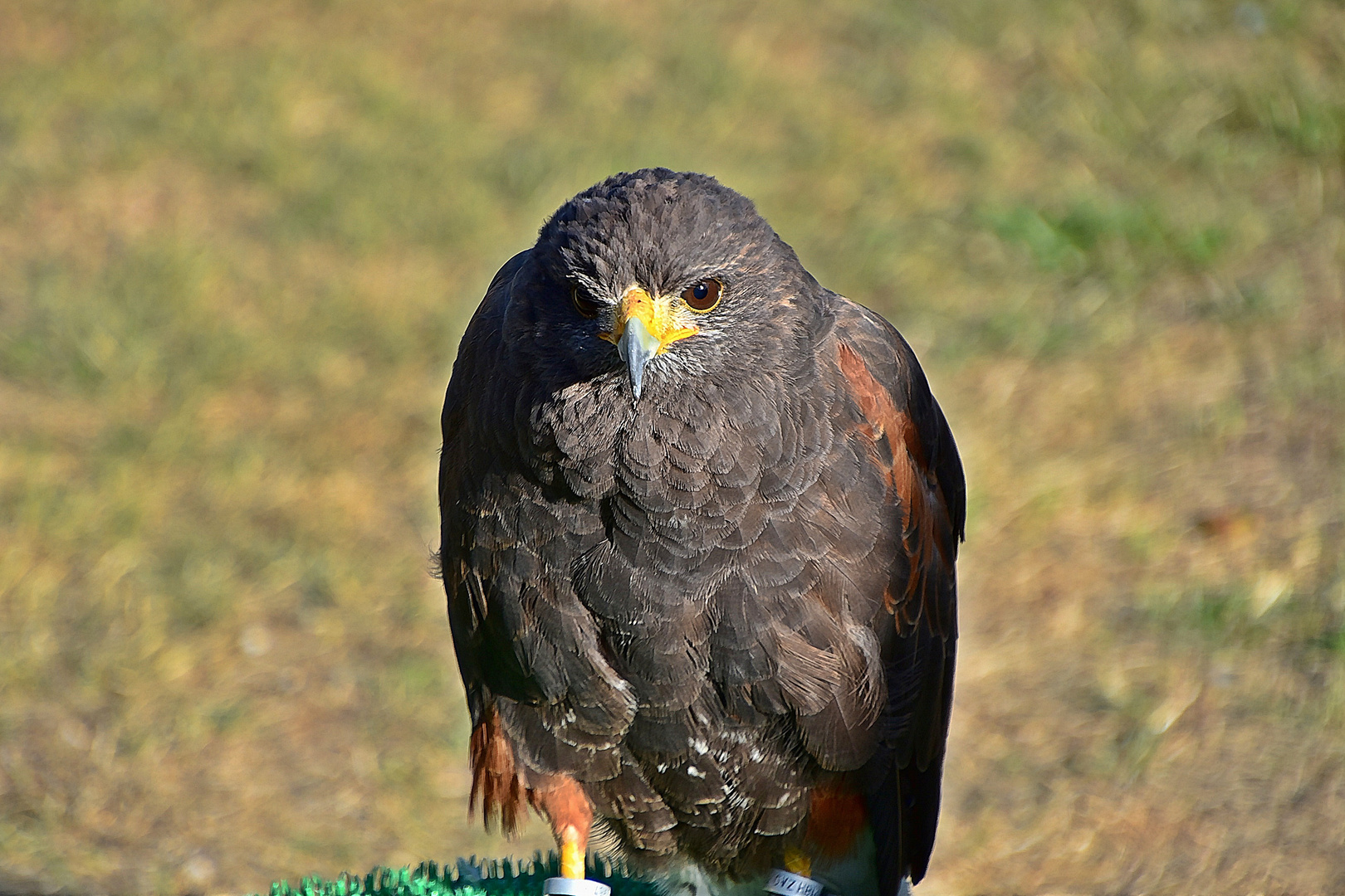 Wüstenbussard (Parabuteo unicinctus)