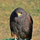 Wüstenbussard (Parabuteo unicinctus)