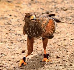 Wüstenbussard (Parabuteo unicinctus)