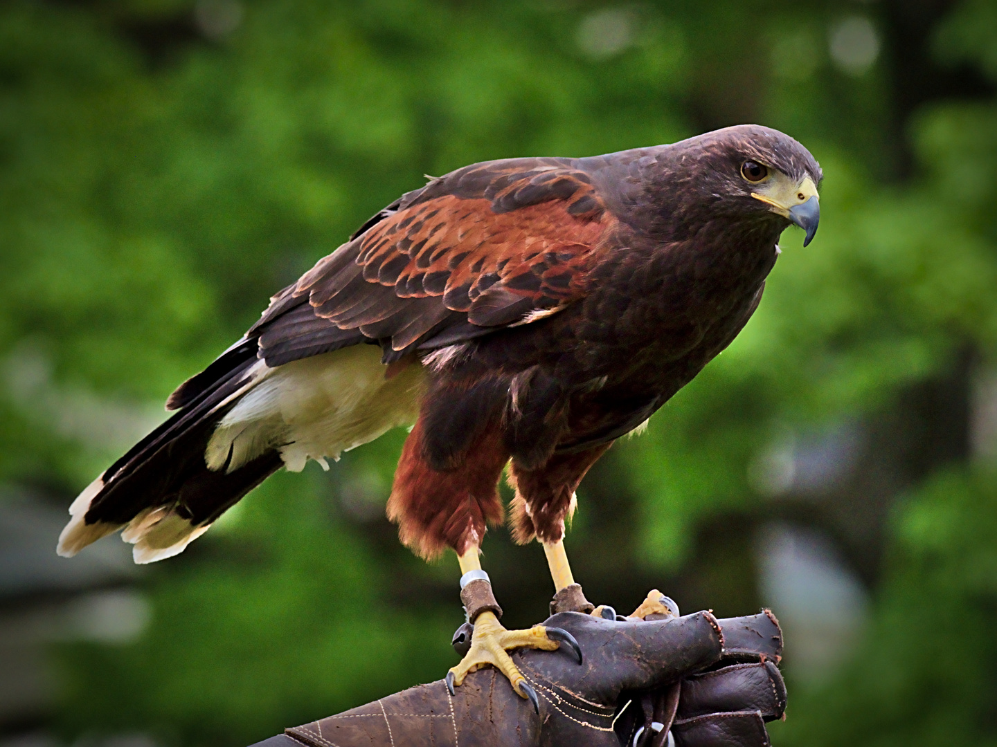 Wüstenbussard (Parabuteo unicinctus harrisi) 1