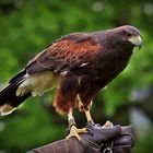 Wüstenbussard (Parabuteo unicinctus harrisi) 1