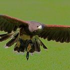 Wüstenbussard (Parabuteo unicinctus harrisi) 4