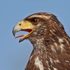 Wüstenbussard (Parabuteo unicinctus harrisi) 6