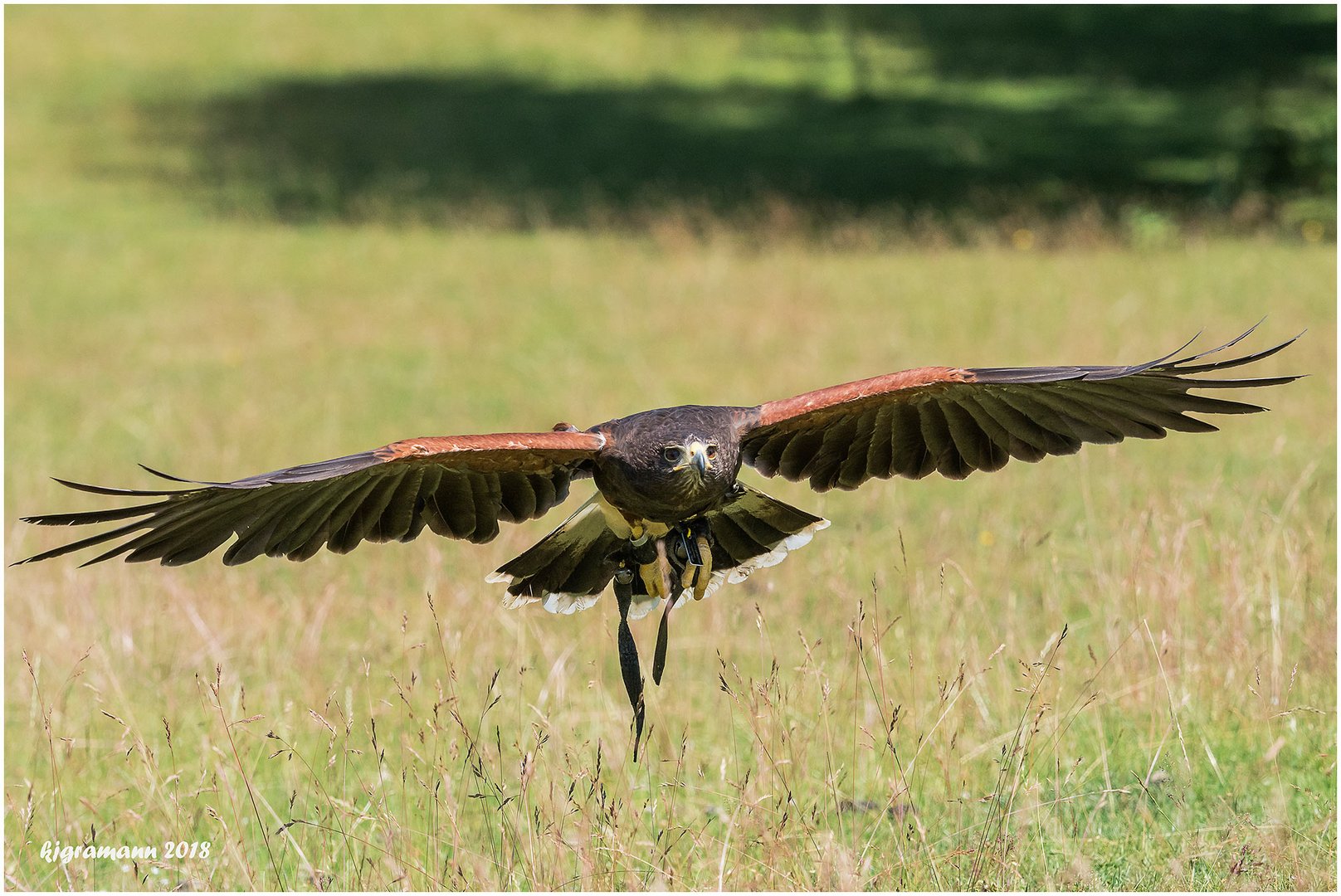 wüstenbussard (parabuteo unicinctus)  II ......