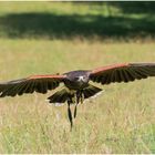 wüstenbussard (parabuteo unicinctus)  II ......