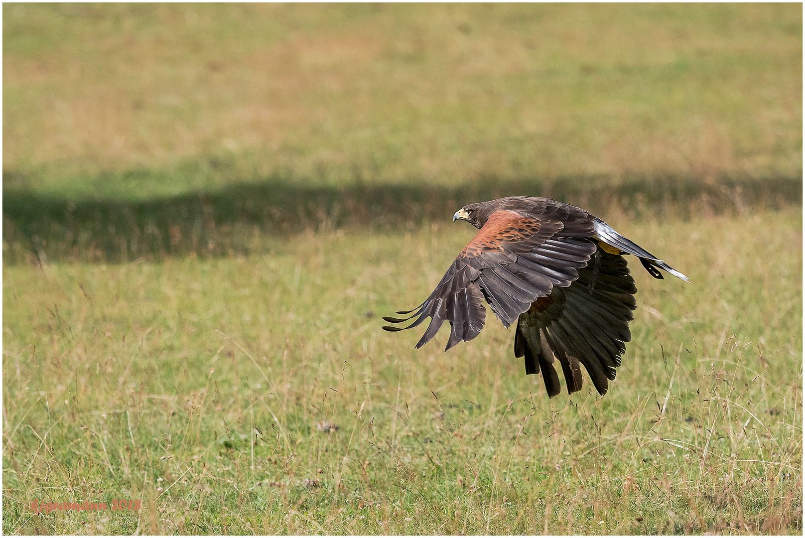 wüstenbussard (parabuteo unicinctus) III......