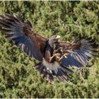 wüstenbussard (parabuteo unicinctus) IV......