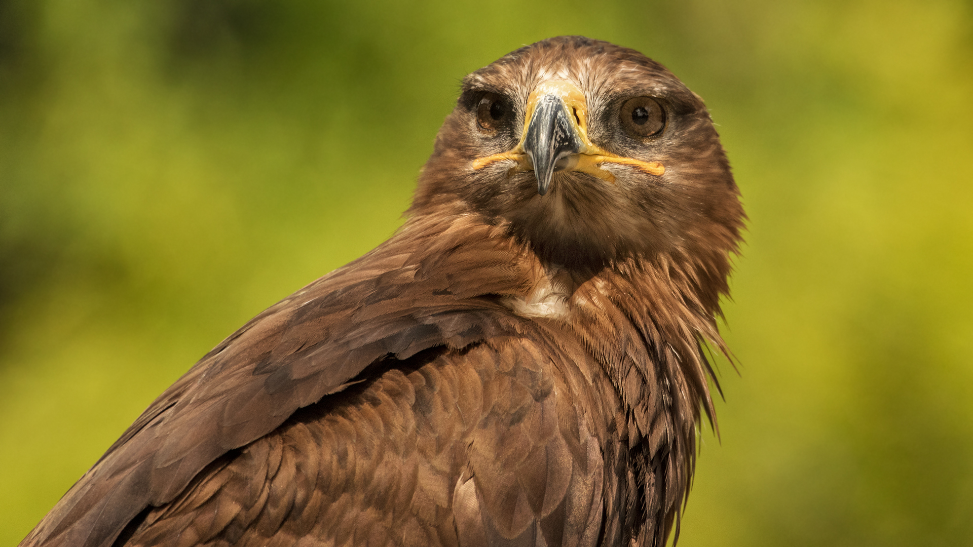 Wüstenbussard-Portrait 004