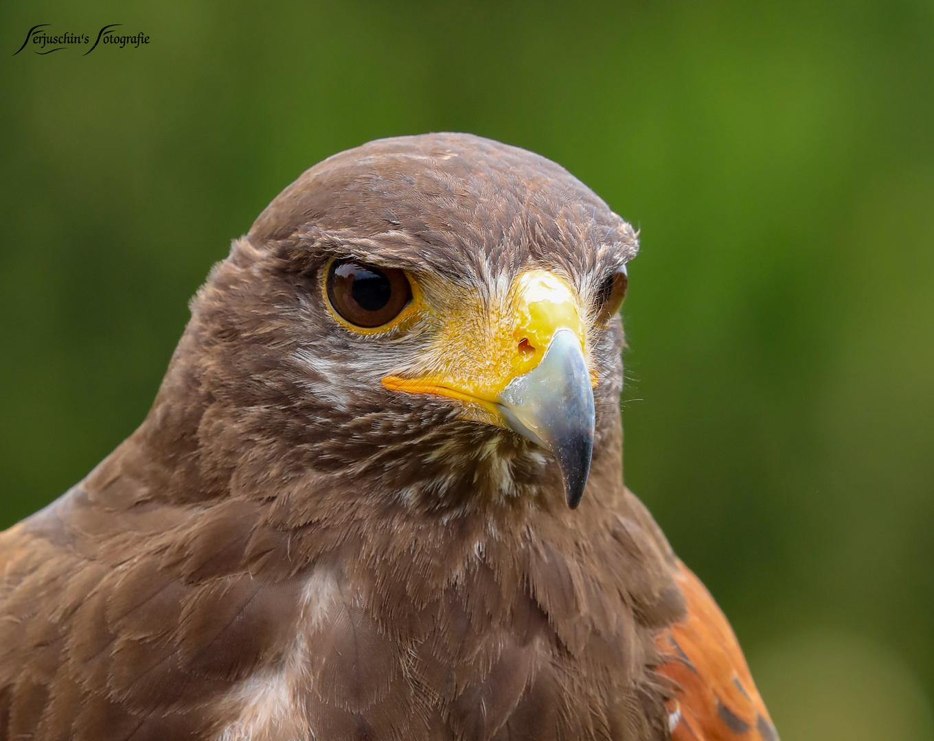 Wüstenbussard Portrait