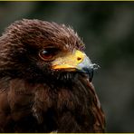 Wuestenbussard-Portrait